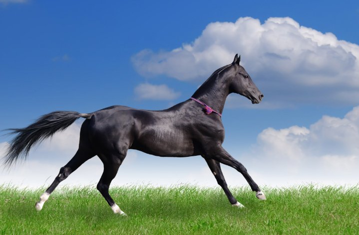 灵活跳跃尘土扬打一生肖