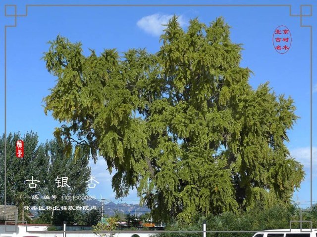 孔雀童子的剧情简介