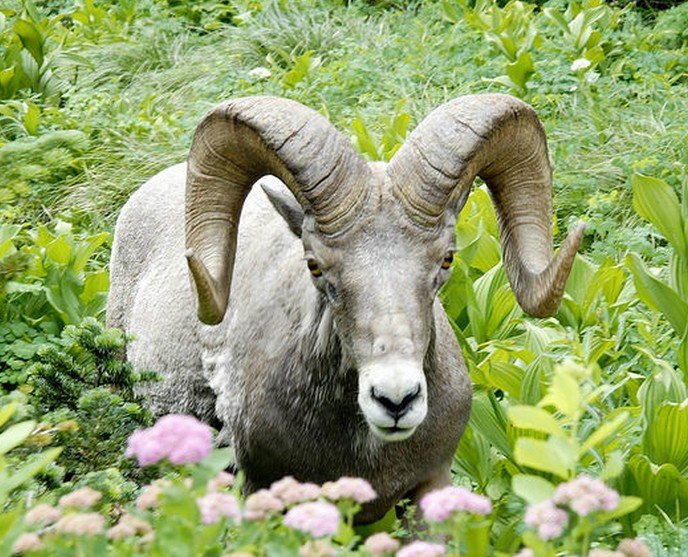 丹青妙手的生肖