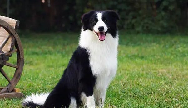 熟门熟路打一正确生肖