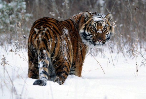 龙血玄黄是指什么生肖动物