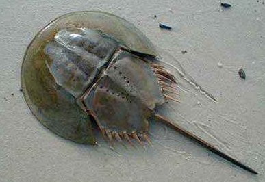 请问一种类似龟壳，脚像螃蟹，尾巴很长，全身由甲壳覆盖的海鲜动物叫什么？怎么弄着吃？谢谢