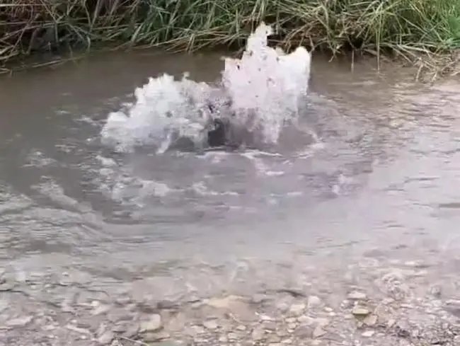 宁夏固原地震带上突现泉眼，官方：系蓄水池满溢冒水！这属于正常现象吗？