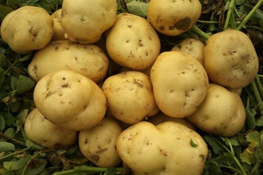 苏轼在品尝过土豆吗