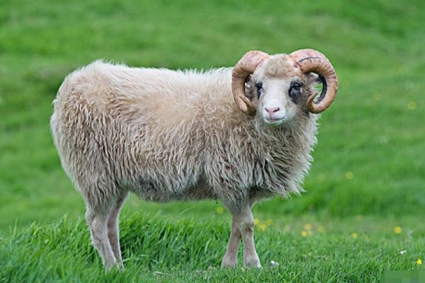 三口六面是什么生肖动物