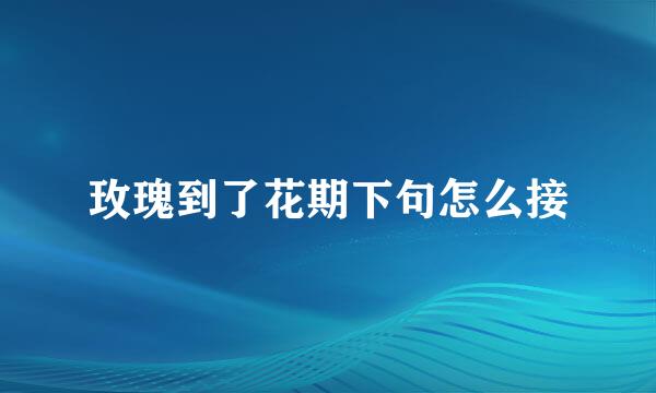 玫瑰到了花期下句怎么接