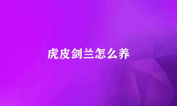 虎皮剑兰怎么养