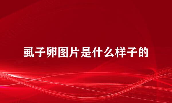 虱子卵图片是什么样子的