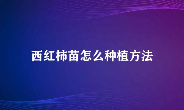 西红柿苗怎么种植方法