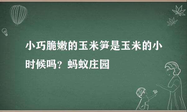 小巧脆嫩的玉米笋是玉米的小时候吗？蚂蚁庄园