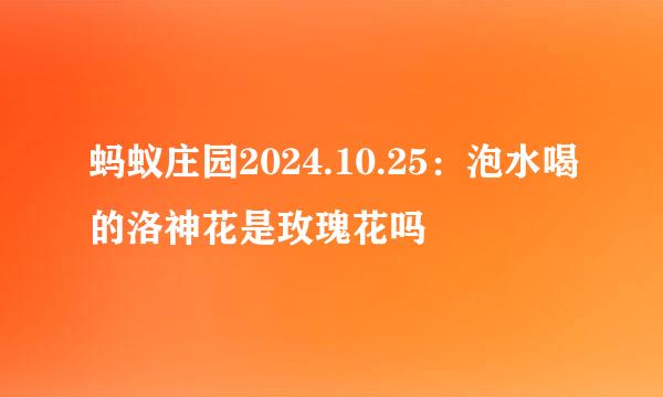 蚂蚁庄园2024.10.25:泡水喝的洛神花是玫瑰花吗