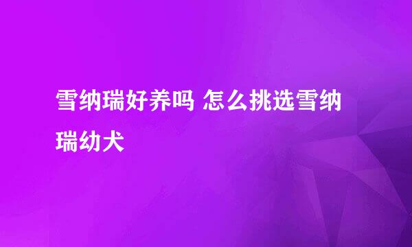 雪纳瑞好养吗 怎么挑选雪纳瑞幼犬