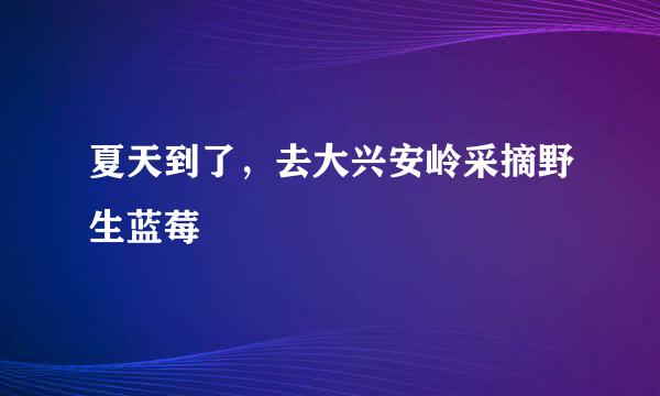 夏天到了，去大兴安岭采摘野生蓝莓