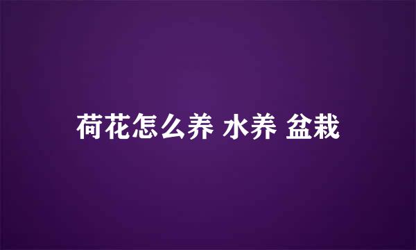 荷花怎么养 水养 盆栽