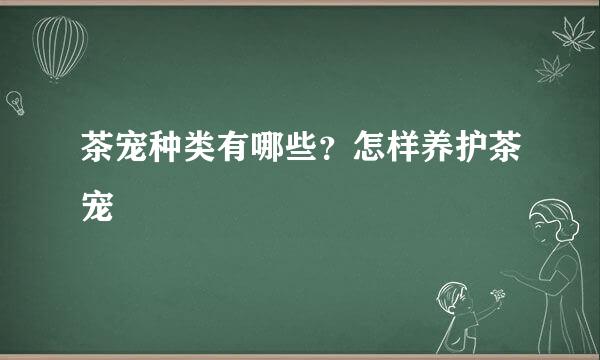 茶宠种类有哪些？怎样养护茶宠