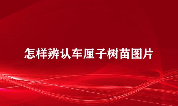 怎样辨认车厘子树苗图片