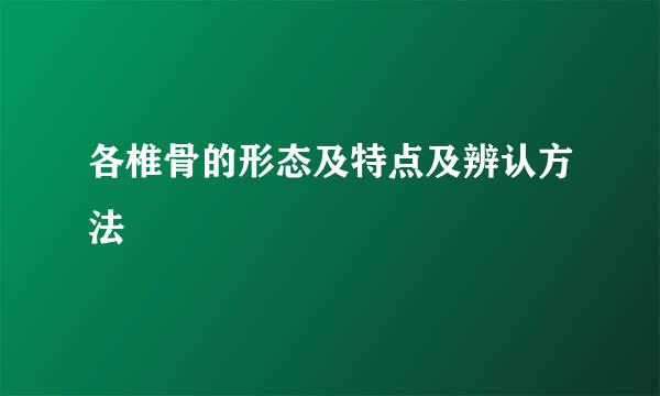 各椎骨的形态及特点及辨认方法