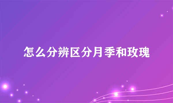 怎么分辨区分月季和玫瑰