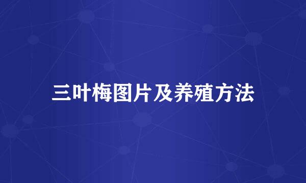 三叶梅图片及养殖方法