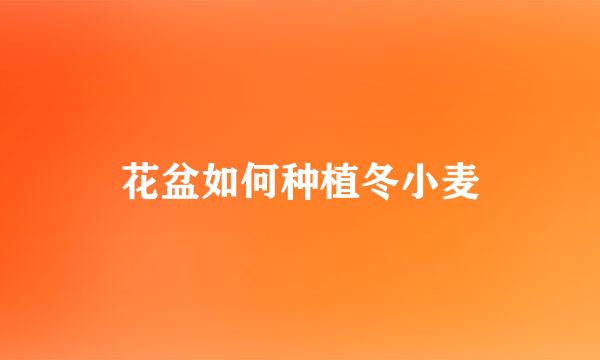 花盆如何种植冬小麦