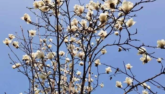 五一为什么要调休成5天 劳动节为什么改5天了