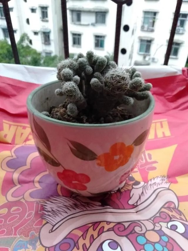 李若彤发文挺杨丽萍，你对不结婚的艺人怎么看？