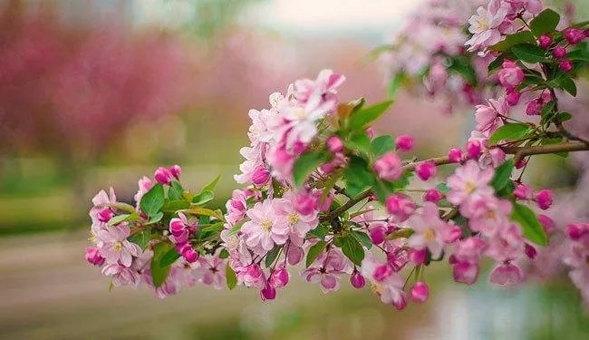 忆江南这首词是唐代诗人白居易的作品描绘了什么季节什么地方的美好风光？