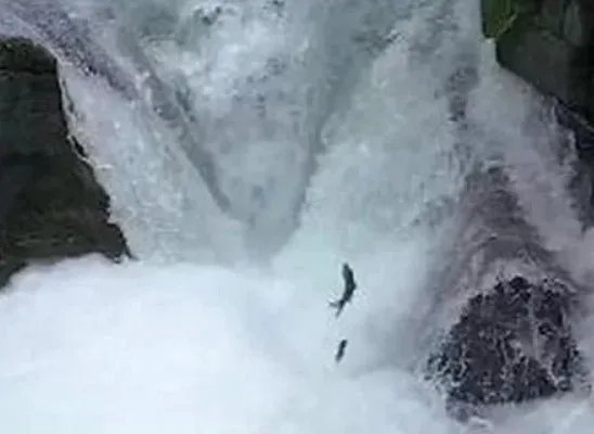 景区上演鱼跃龙门，大自然为何总能给人类惊喜？