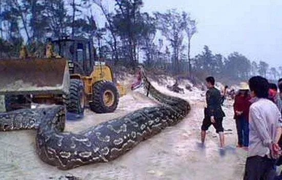 辽宁挖出大蛇事件是真的吗 140岁长蛇冠子蛇精真相