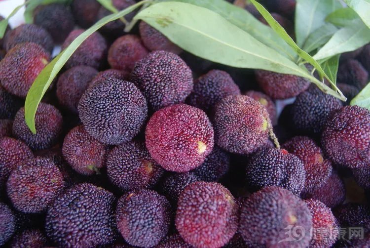 杨梅里的虫子可以吃吗？新知：吃下去不会有坏影响