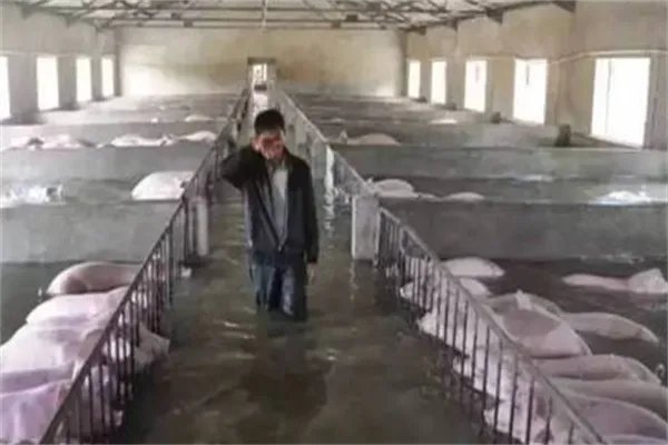山西洪灾幸存的“猪坚强”被扑杀，为何要将其扑杀？