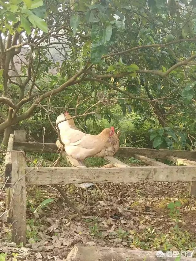 一件事只有百分之十的成功几率，是努力去做还是放弃？