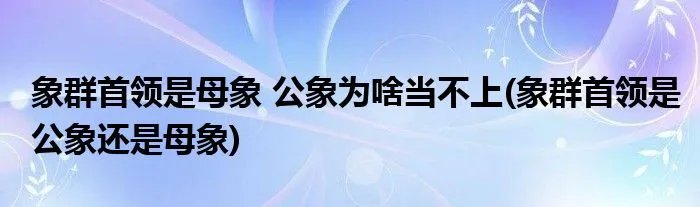 象群首领是母象 公象为啥当不上(象群首领是公象还是母象)