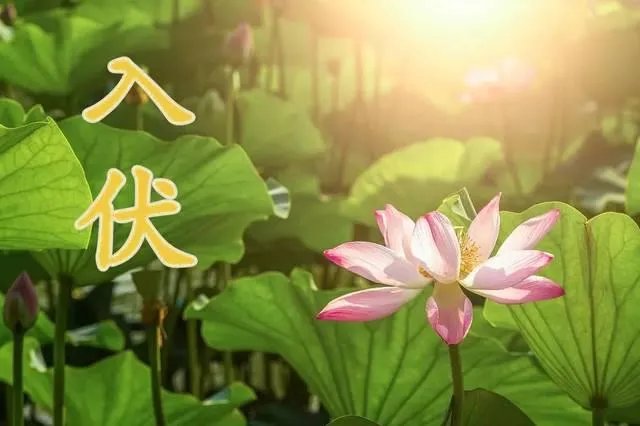 7月11号入伏，2021年三伏天时间怎么安排？几伏天气最热？