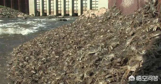 德国大闸蟹和阳澄湖大闸蟹，哪个好吃？