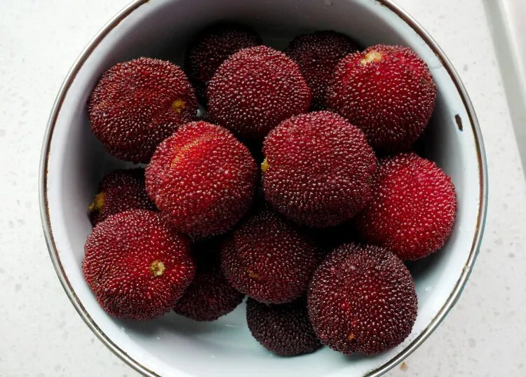 杨梅里的虫子可以吃吗?新知:吃下去不会有坏影响