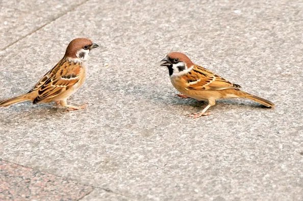 齐齐哈尔一男子毒死200多只麻雀竟称要自己吃,男子的行为是否涉嫌违法?