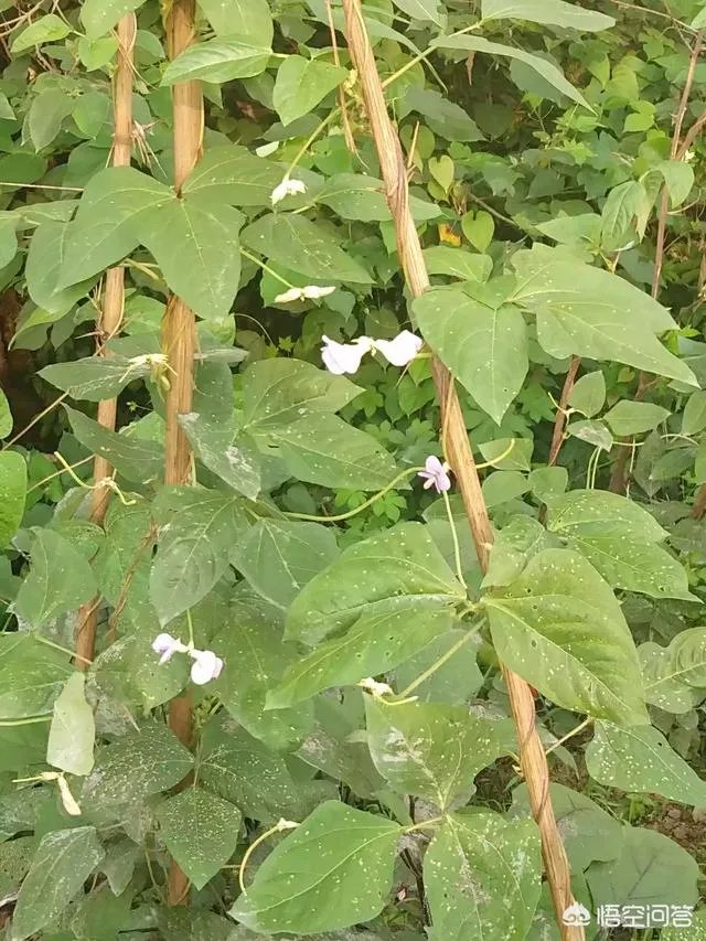 一件事只有百分之十的成功几率，是努力去做还是放弃？