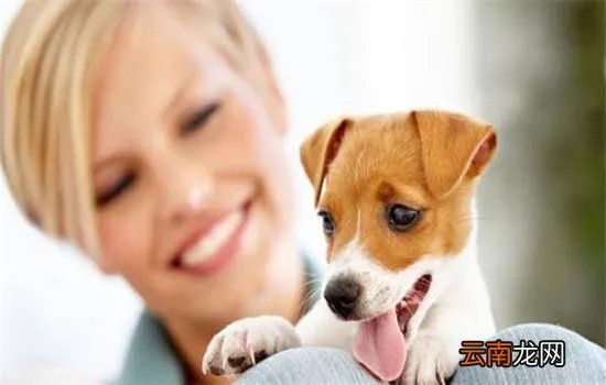 怎么让狗狗搜东西？记性不好的主人有救啦