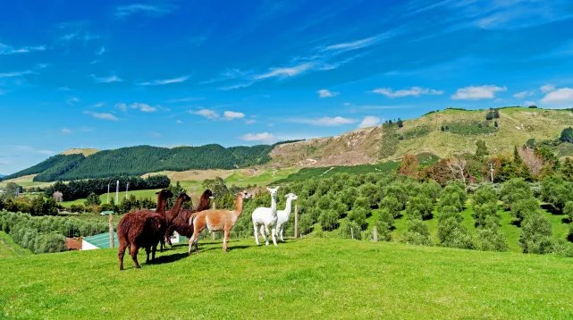 2020伏羊节是哪一天 2020伏羊节是几月几号