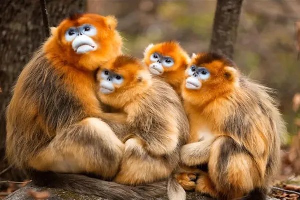 我国十大濒临灭绝的动物：金丝猴上榜，它是水中大熊猫