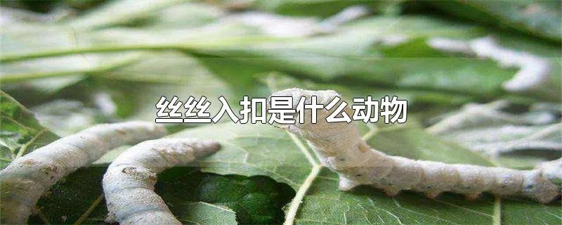 丝丝入扣是什么动物