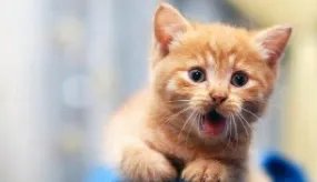 福建龙岩一小区,深夜4只小猫被人从高楼接连抛下,背后之人究竟有多残忍?