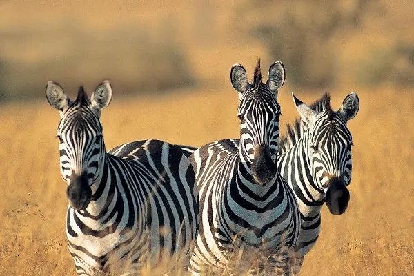 中国野生动物保护协会致歉,他们究竟做错了什么事?