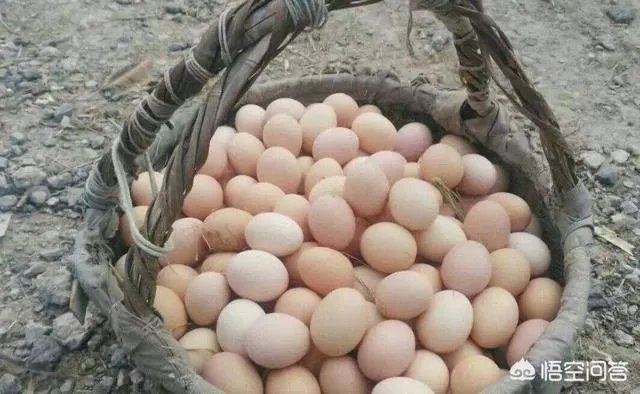 买土鸡蛋