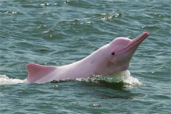 我国十大濒临灭绝的动物：金丝猴上榜，它是水中大熊猫