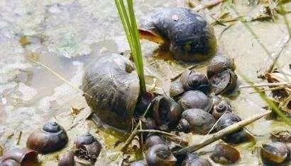 福寿螺疯狂入侵洱海,福寿螺是什么?