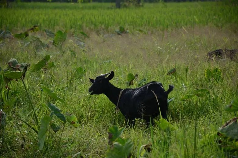 日本推出租羊吃草业务