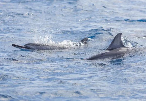 海豚与女饲养员的实验大家都知道吗？为什么最后却无法收场呢？