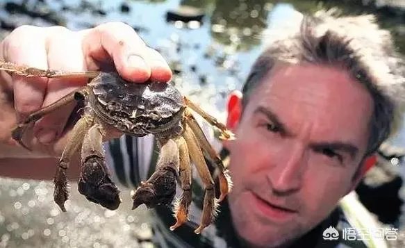 德国大闸蟹和阳澄湖大闸蟹，哪个好吃？
